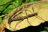 Walkingstick - Ocnophiloidea regularis  (mating)