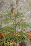 Princess Pine - Dendrolycopodium obscurum