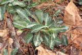 Downy Rattlesnake Plantain - Goodyera pubescens