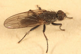 Seaweed Fly - Fucellia sp.