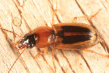LeContes Seedcorn Beetle - Stenolophus lecontei