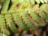 Marginal Wood Fern - Dryopteris marginalis