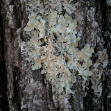  Common Greenshield Lichen - Flavoparmelia caperata 