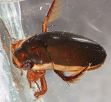 Understriped Diving Beetle (male) - Dytiscus fasciventris