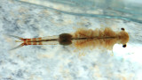 Eubranchipus vernalis (female)