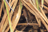Eubranchipus vernalis (female)