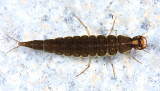 Ilybius sp. (larva)