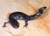 Blue-spotted Salamander - Ambystoma laterale