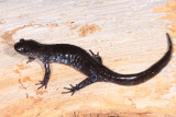 Blue-spotted Salamander - Ambystoma laterale