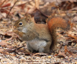 Red Squirrel - Tamiasciurus hudsonicus