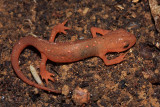 Red Eft - Notophthalmus viridescens