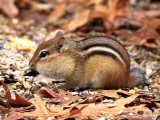 Eastern Chipmunk - Tamias striatus