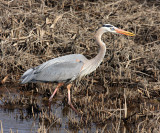 Great Blue Heron - Ardea herodias