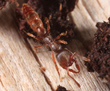 Dracula Ant - Stigmatomma pallipes