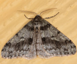 6660 - Small Phigalia - Phigalia strigataria