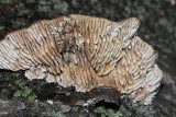 Lenzites betulina (Gilled Polypore)