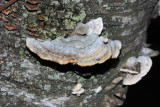 Gilled Polypore - Trametes betulina 