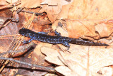 Blue-spotted Salamander - Ambystoma laterale