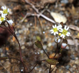 Whitlow Grass - Draba (Erophila) verna
