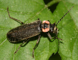 Podabrus brevicollis