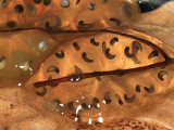 Blue-spotted Salamander egg mass - Ambystoma laterale