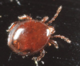 Diplogyniidae - Neolobogynium americana ( A common associate of Hololepta spp. (Histeridae) in Eastern North America)
