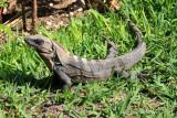 Black Iguana - Ctenosaura similis