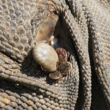 Amblyomma dissimile ticks on an iguana