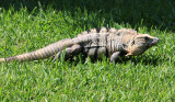 Black Iguana - Ctenosaura similis