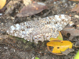 Yucatan Cracker - Hamadryas julitta