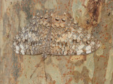 Yucatan Cracker - Hamadryas julitta