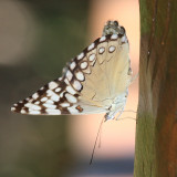 Variable Cracker - Hamadryas feronia