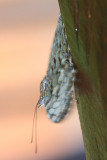 Variable Cracker - Hamadryas feronia