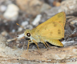 Sachem - Atalopedes campestris