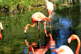Greater Flamingo at Grand Palladium Resort