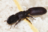 Cephalotes pallens species group (queen)
