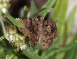 Purplish-black Skipper - Nisoniades rubescens