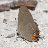Field's Groundstreak - Calycopis drusilla