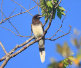 Brown Jay - Cyanocorax morio