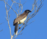 Brown Jay - Cyanocorax morio