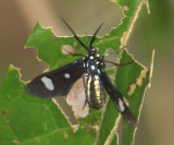 Wasp Moth - Leucotmemis nexa