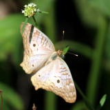 White Peacock - Anartia jatrophae