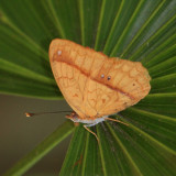Little Banner - Nica flavilla