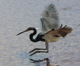 Tri-colored Heron - Egretta tricolor