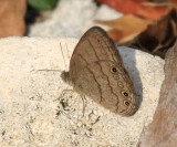 Carolina Satyr - Hermeuptychia sosybius