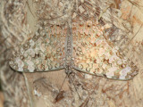 Yucatan Cracker - Hamadryas julitta