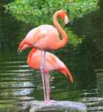 Greater Flamingo (Phoenicopterus roseus) at Grand Palladium Resort