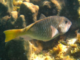 Yellowtail Parrotfish - Sparisoma rubripinne