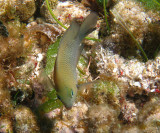 Dusky Damselfish - Stegastes adustus