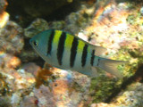 Sergeant Major - Abudefduf saxatilis